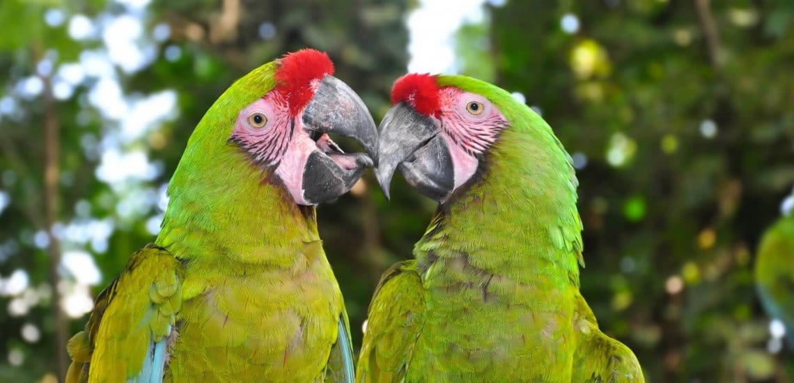 A Guide to The Feral Parrots of the US