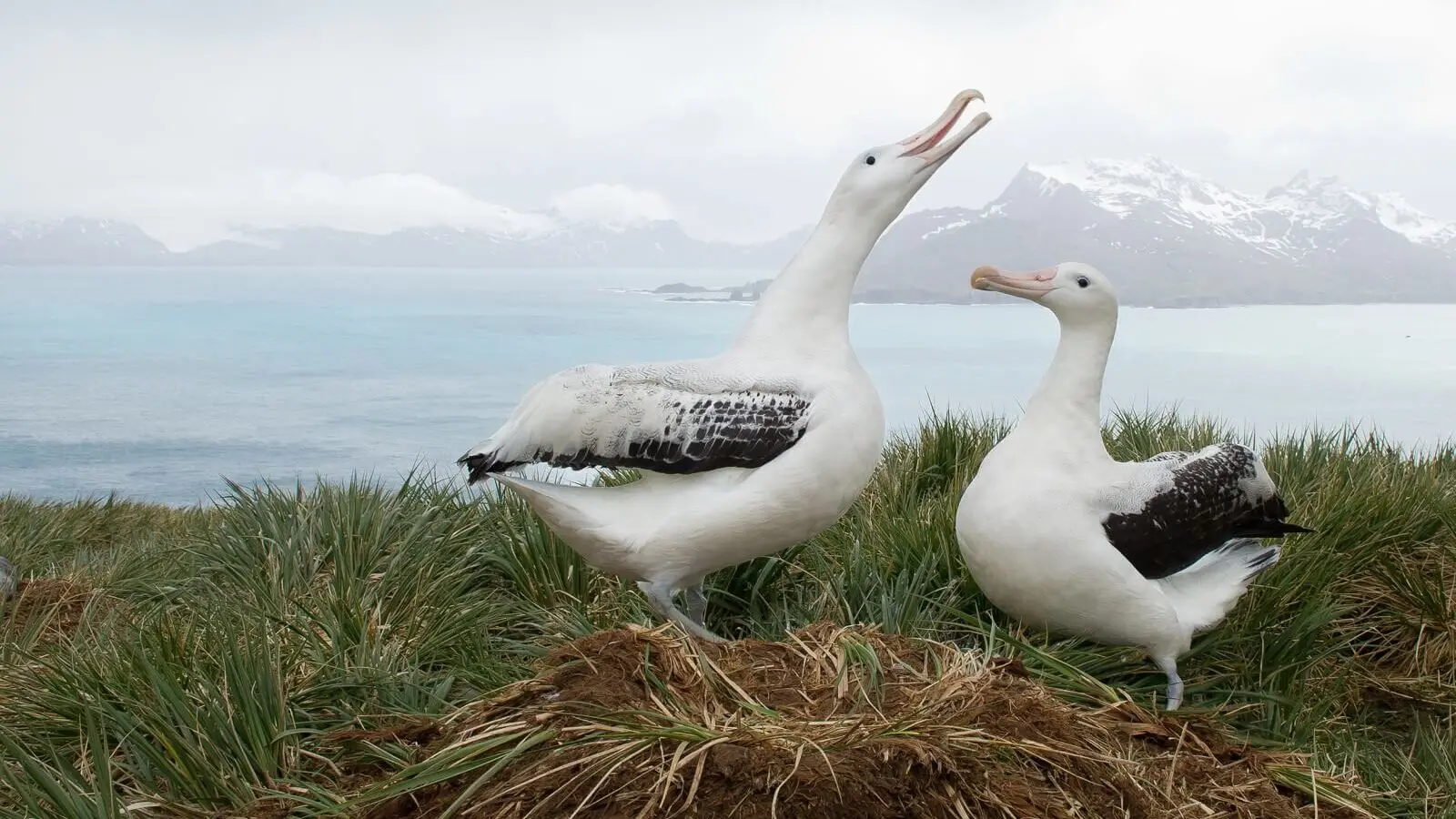 Albatross - International