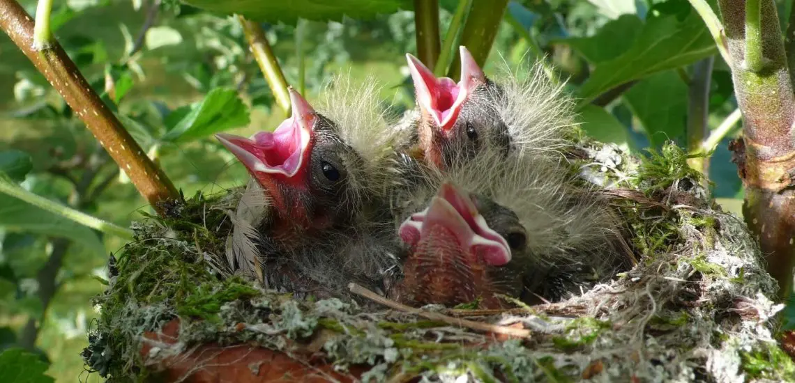 Nature Moments: How to Build a Bird's Nest 