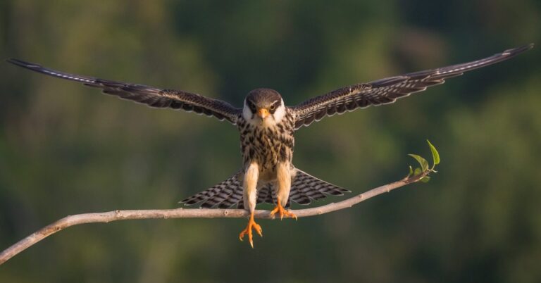 Meet the Indian villages battling adversity to protect migratory birds ...