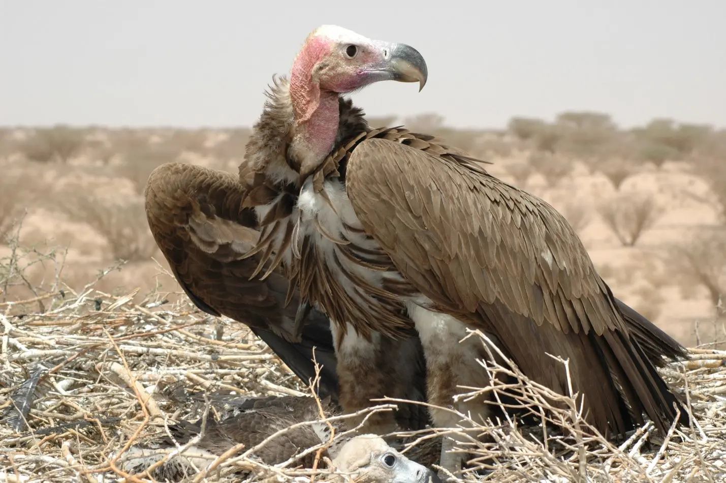 Saving the vultures of Saudi Arabia - BirdLife International