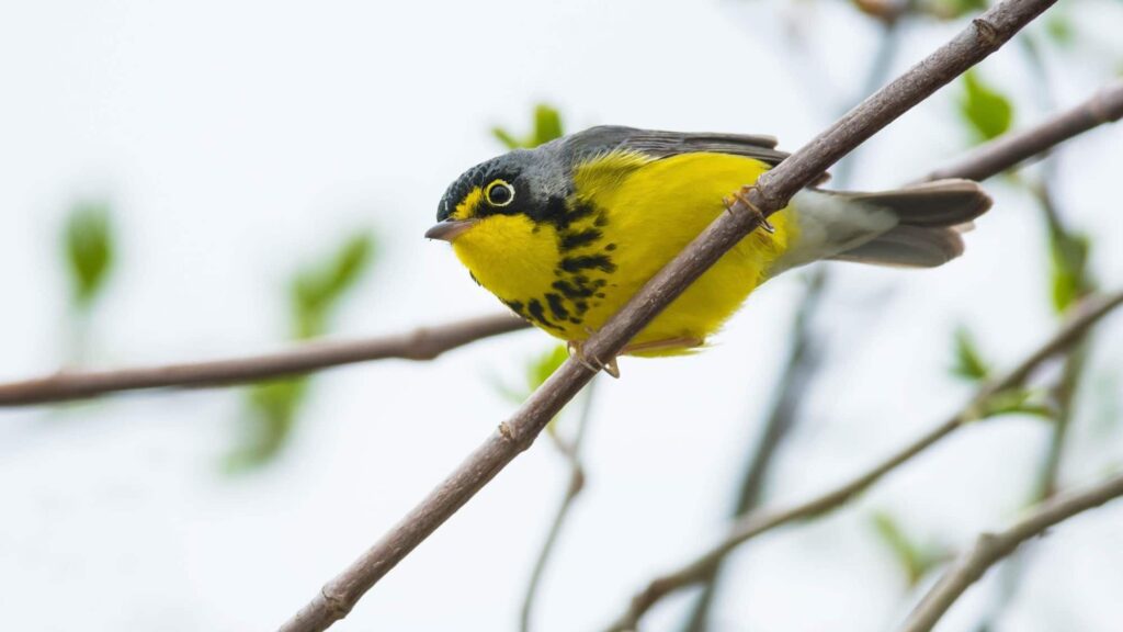 Canada Warbler Full-life-cycle Conservation Action Plan (2021 ...
