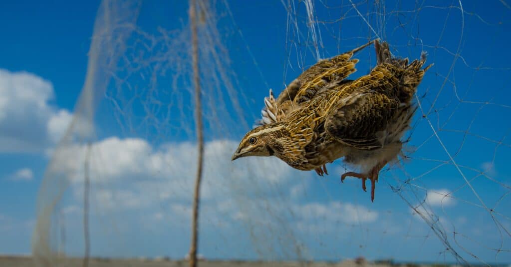 What we know about the mystery bird death crisis on the East Coast