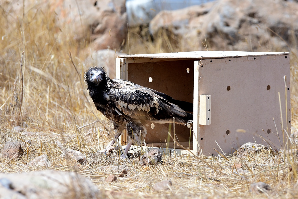 Copyright-SSCW-Aug-2021-Egyptian-Vulture-Release.jpg