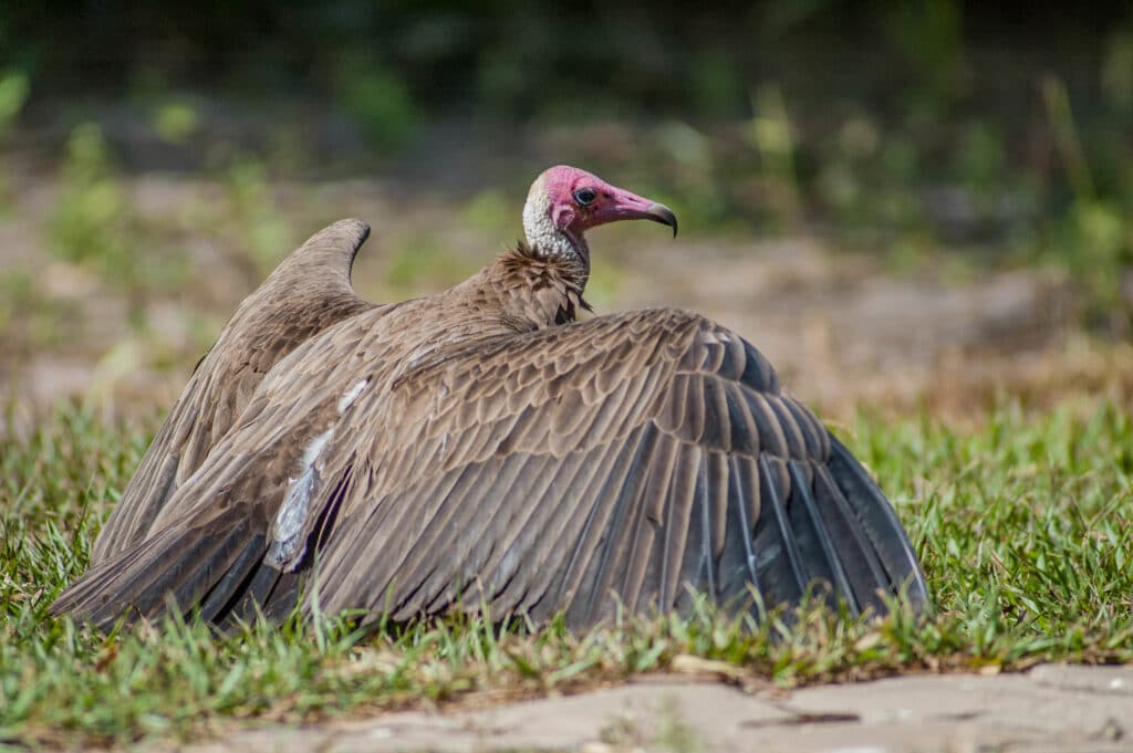 Preventing the Killing of Critically Endangered Vultures in West