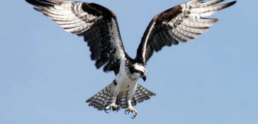 hawks birds of prey pictures