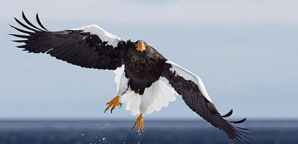 https://www.birdlife.org/wp-content/uploads/2021/10/agami-stellers-zeearend-stellers-sea-eagle-haliaeetus-pelagicus-markus-varesvuo-80492-1024x494.jpg