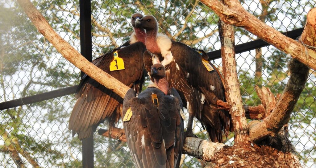 Vultures relocated to Shamwari for breeding and rewilding programme
