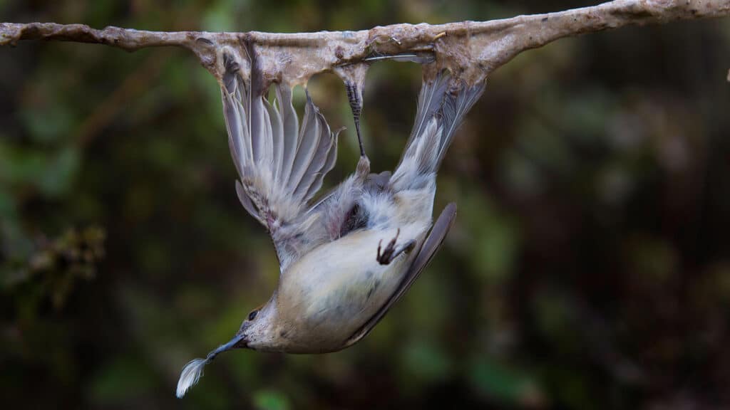 https://www.birdlife.org/wp-content/uploads/2023/01/Blackcap_illegal-trapping-%C2%A9-Birdlife-Europe-Flight-for-Survival-1024x576.jpg