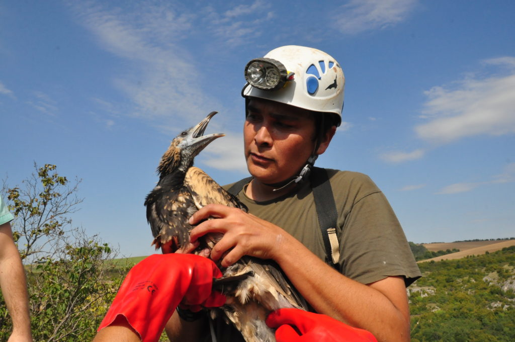 Bird Trapping in Egypt and Libya