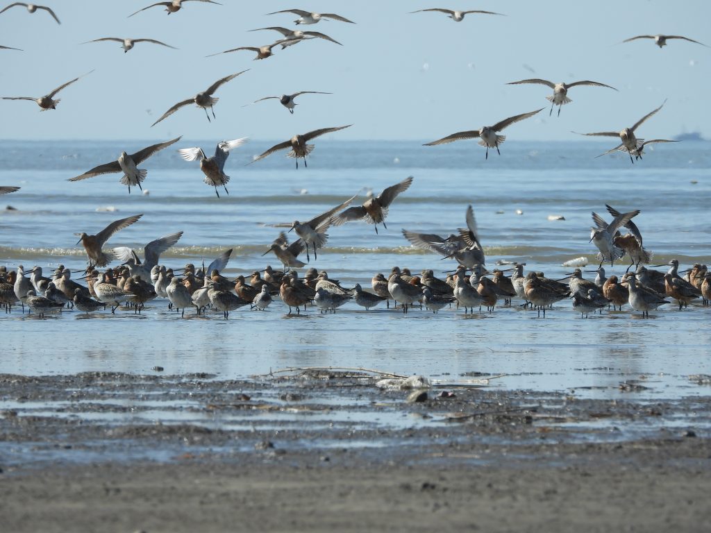Bar-tailed Godwits and Great Knot in mudflat