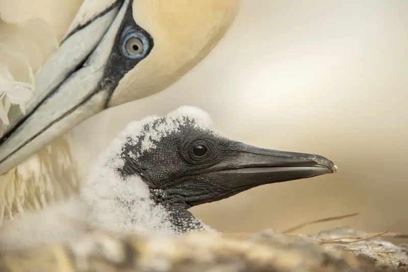 Northern gannet