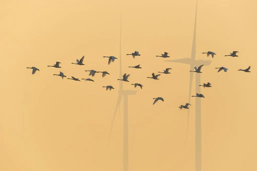 flock of swans in front of wind turbine